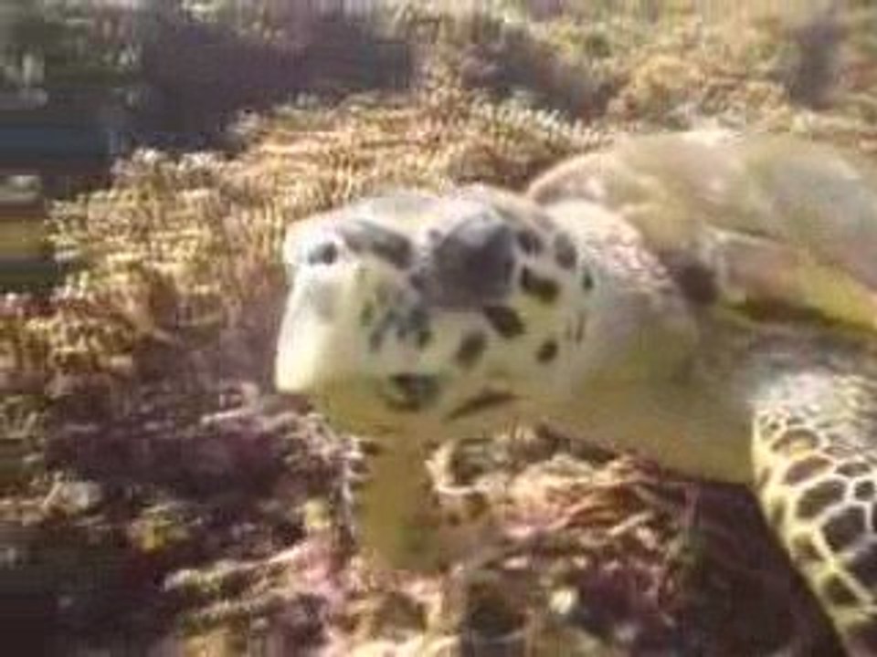 Similan Turtles