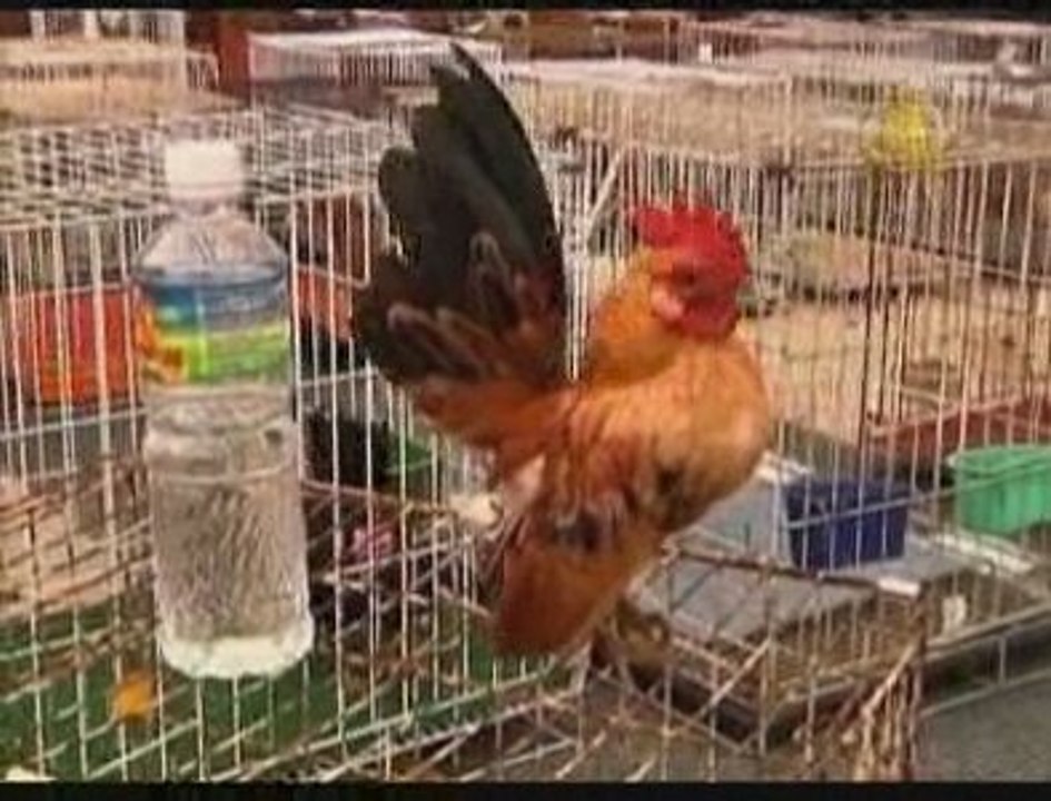 Malaysias Mini Chicken Contest