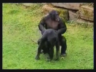 la vrai aparence de morsay