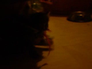 chaton attaque plumeau