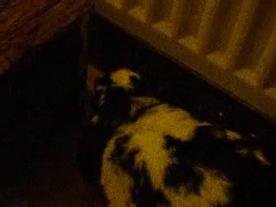 Petit coeur qui s'amuse