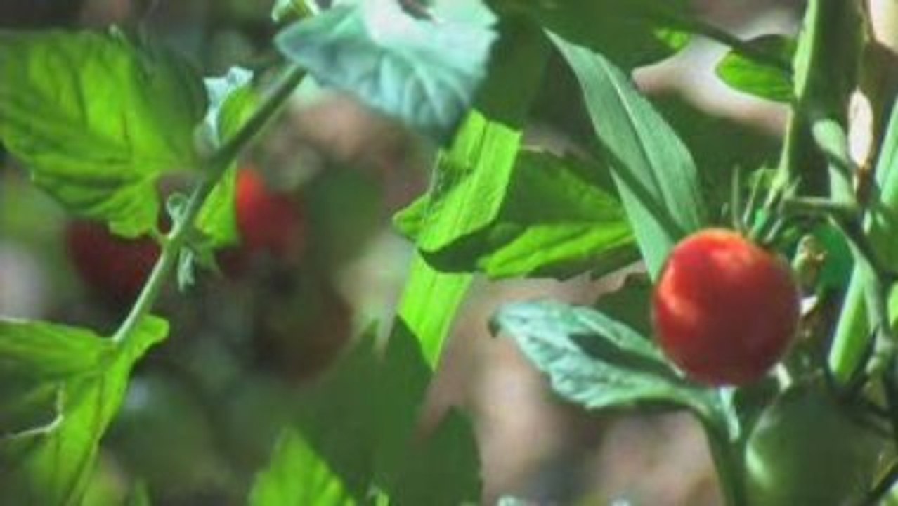 Potager_assiette