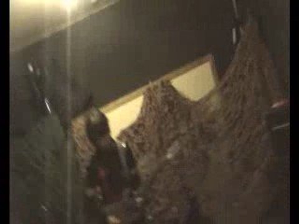 Sad MIseinen The gazettE Solo ( amateur )