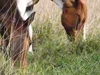 31.03.09 juments chez rannou