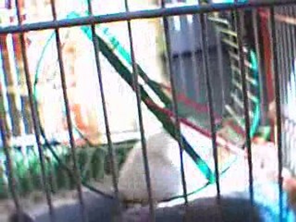hamster