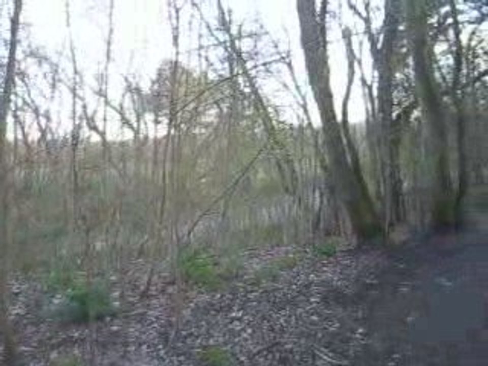 Panorama video in het box