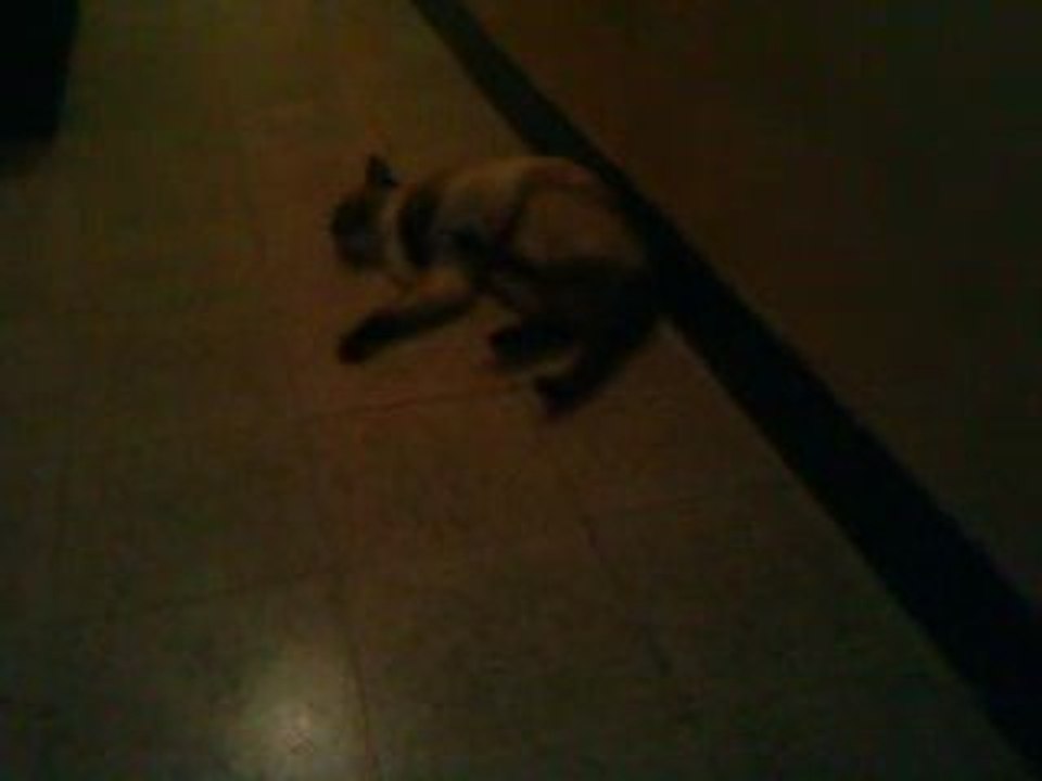 CHAT DEBILE