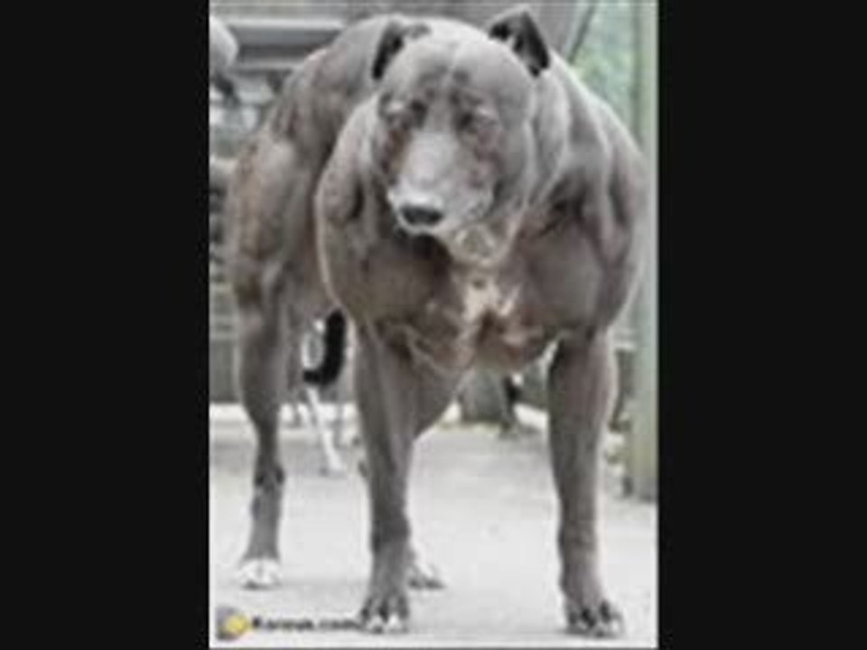 le chien a tonton lol