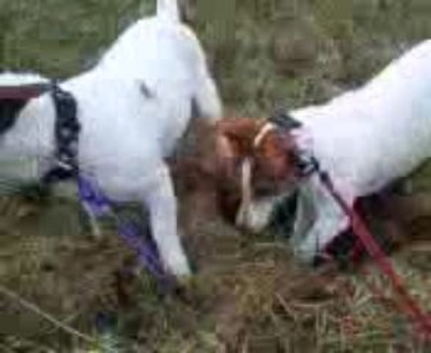 Louna et Chiki