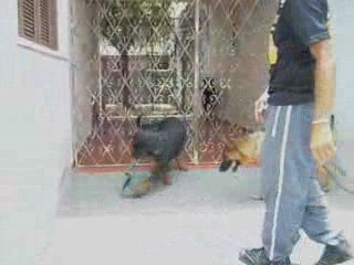 Filhotas  Iniciando... (Puppies, starting training)