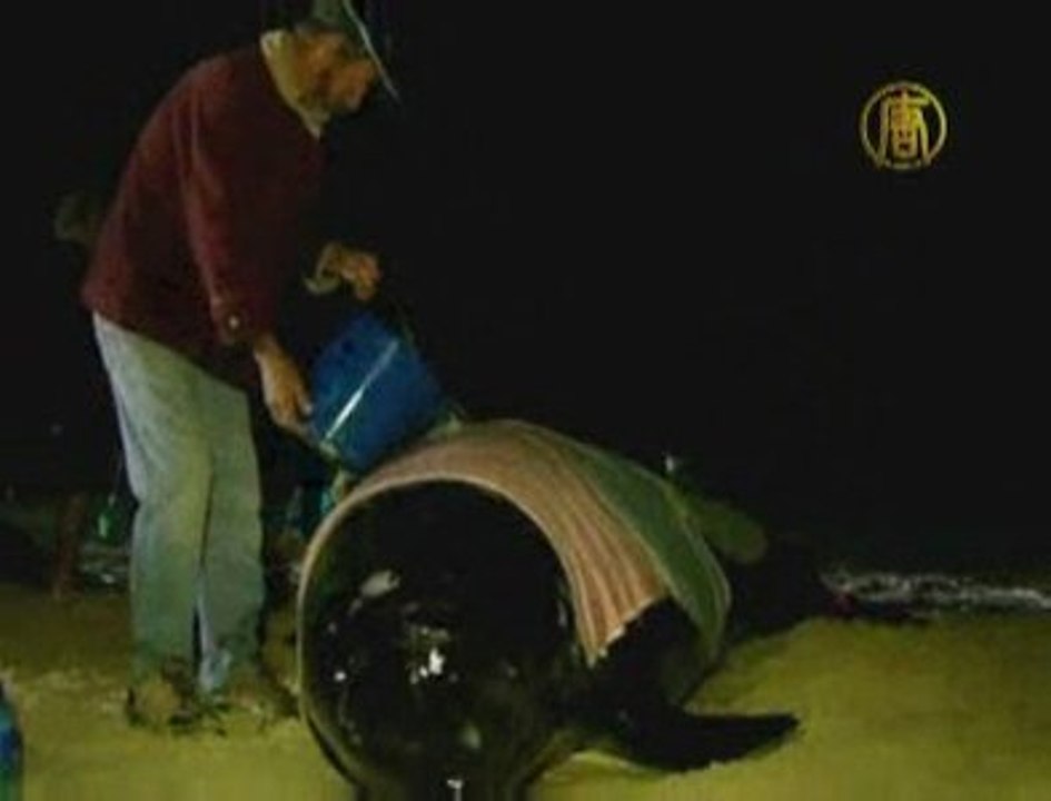 Australian Whales Stranded