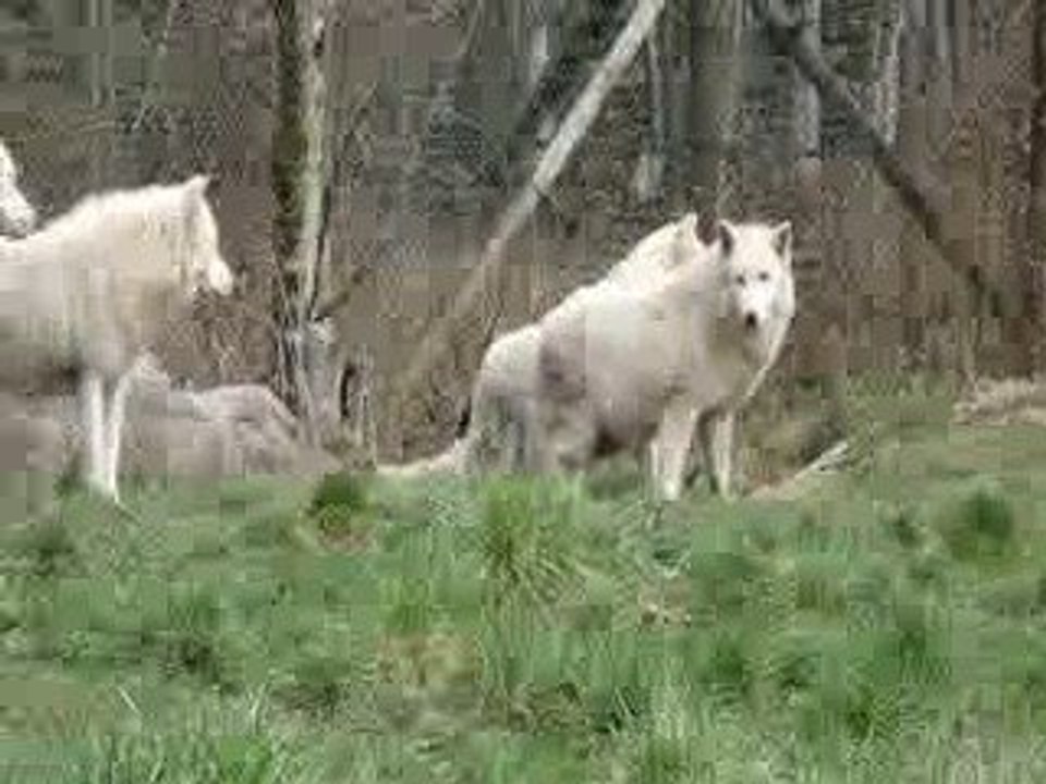 Hurlement loups artiques Sainte Croix le 29 mars 2009_