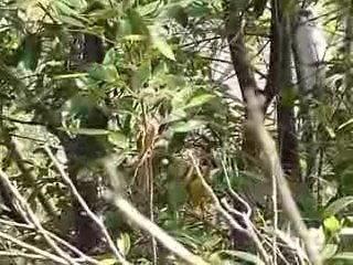 Chant d'oiseaux australiens