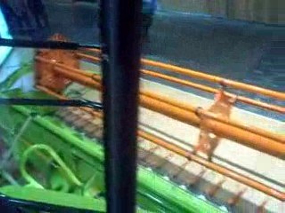 claas lexion 600  avec chenille