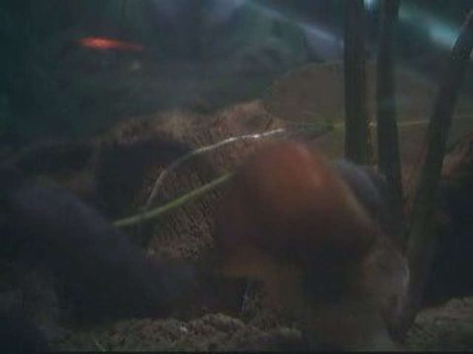 Apistos sp vielfleck 1mois