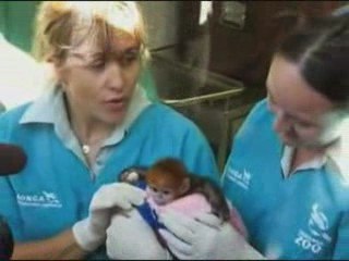 Elke, le bébé singe né il y a 4 jours