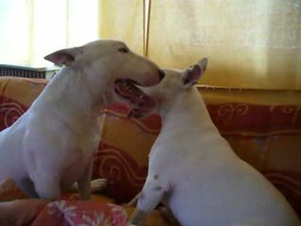 bull terrier