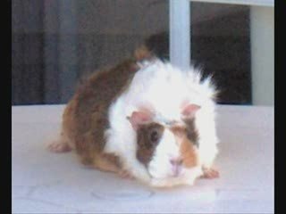 Bon anniversaire Mimi.