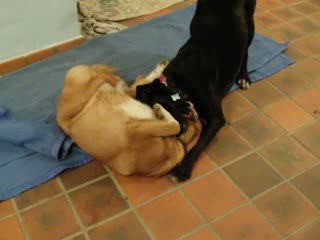 guizmo et stella