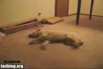 Sleepwalking Dog - Hilarious Video