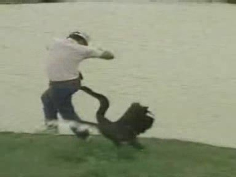 Goose Attack! When men and dogs are targetted