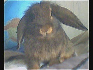 Montage photo de Coquin petit