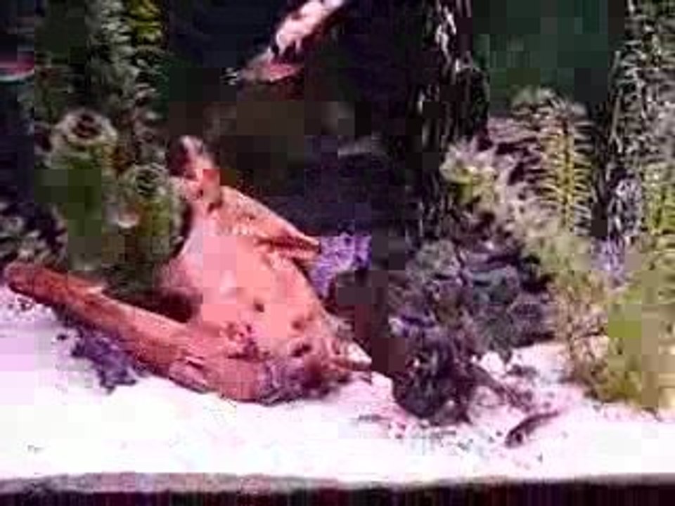 Poisson chat