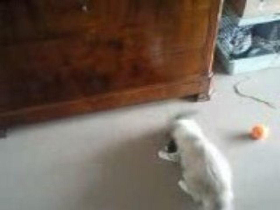 Furet vs Chat 1