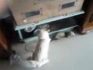 Furet vs Chat 4