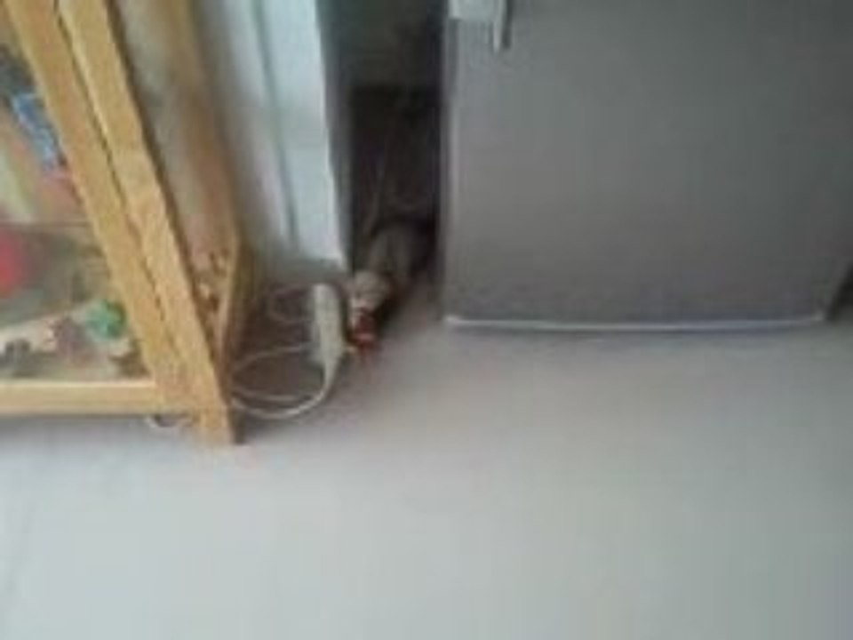 Mon furet avec sa baballe