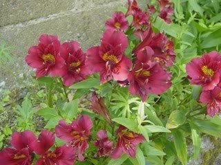 Beautés de mon jardin