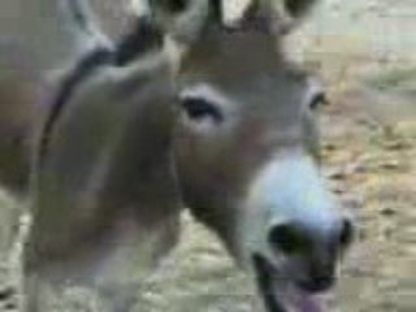 L Ane Ki Rigole Video Dailymotion