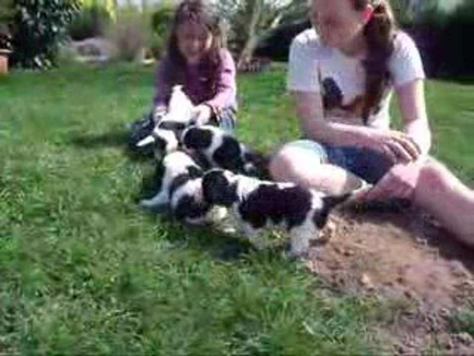 Chiots d'Adéna