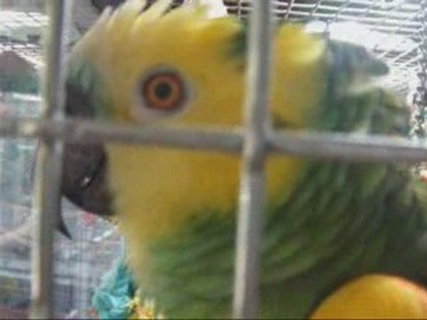 ⁣Amazon Bird that Imitates Sounds