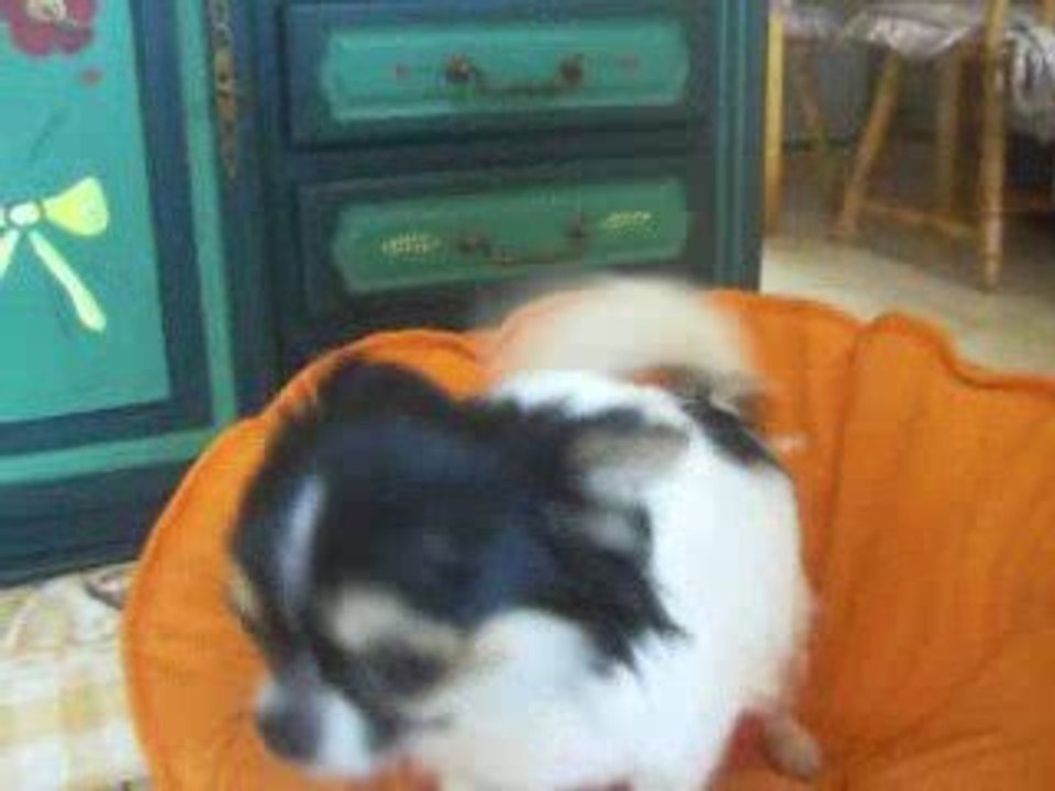 Daddy's Boy et Confetti  video du 1er avril 2009 001