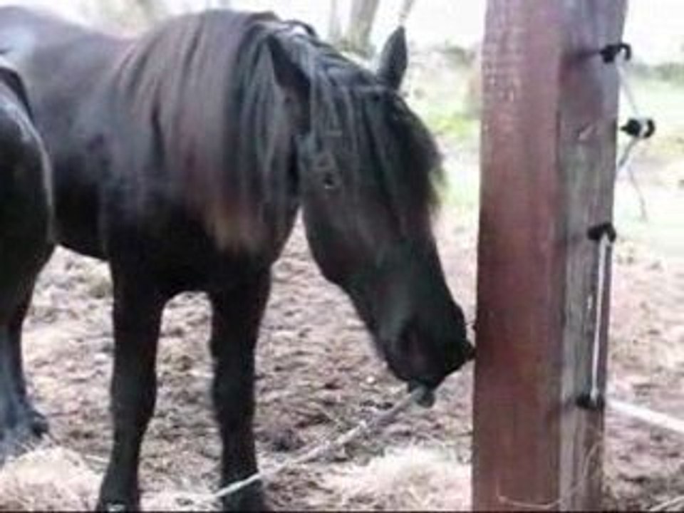 Notre vie de petits chevaux heureux...