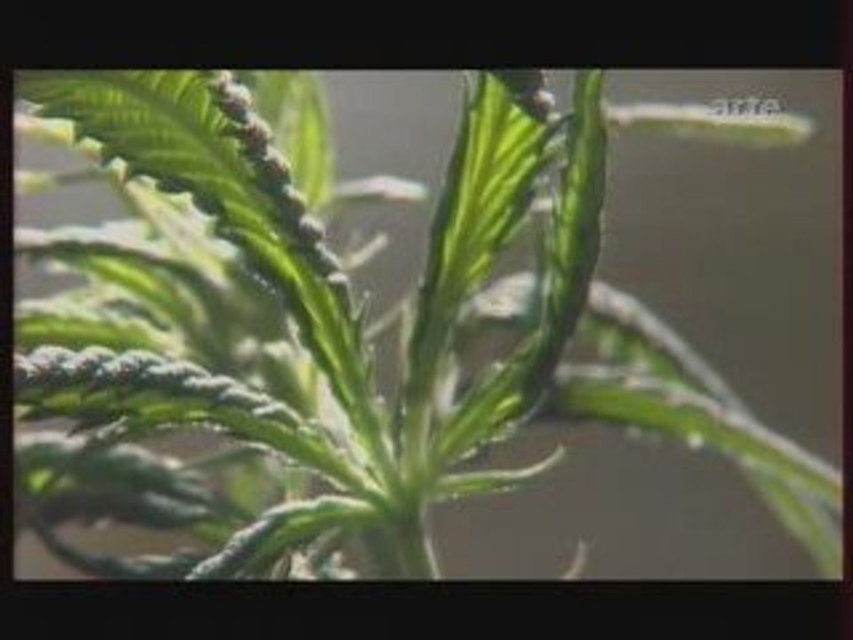 Reportage Arte - Le Chanvre une plante... 3/3