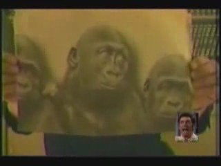 rabin raciste compare les noirs a des singes