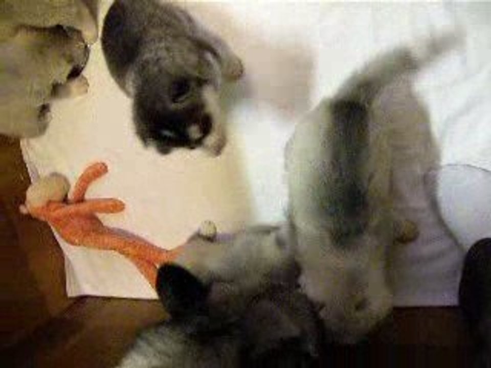 Tipee X Solo litter - 2,5 weeks (1st meal)