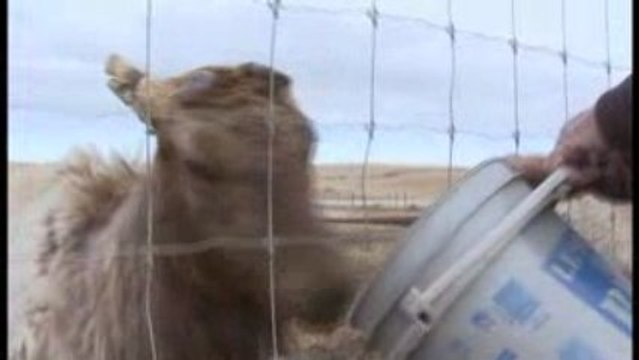 Rocky Mountain Cuisine - Alberta, Canada