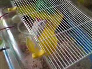 Hamster cascade