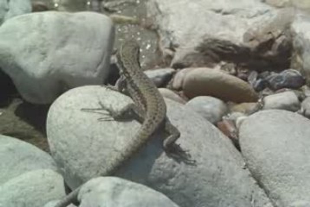 Un Lézard Curieux