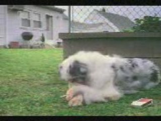 Bu köpek dertli arkadaş