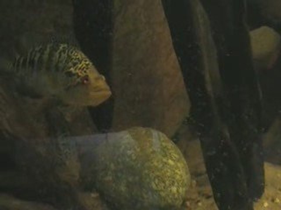 Managuense avec alevins