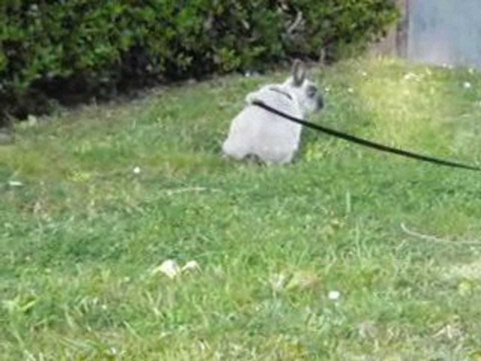 La tite chouquette dans le jardin