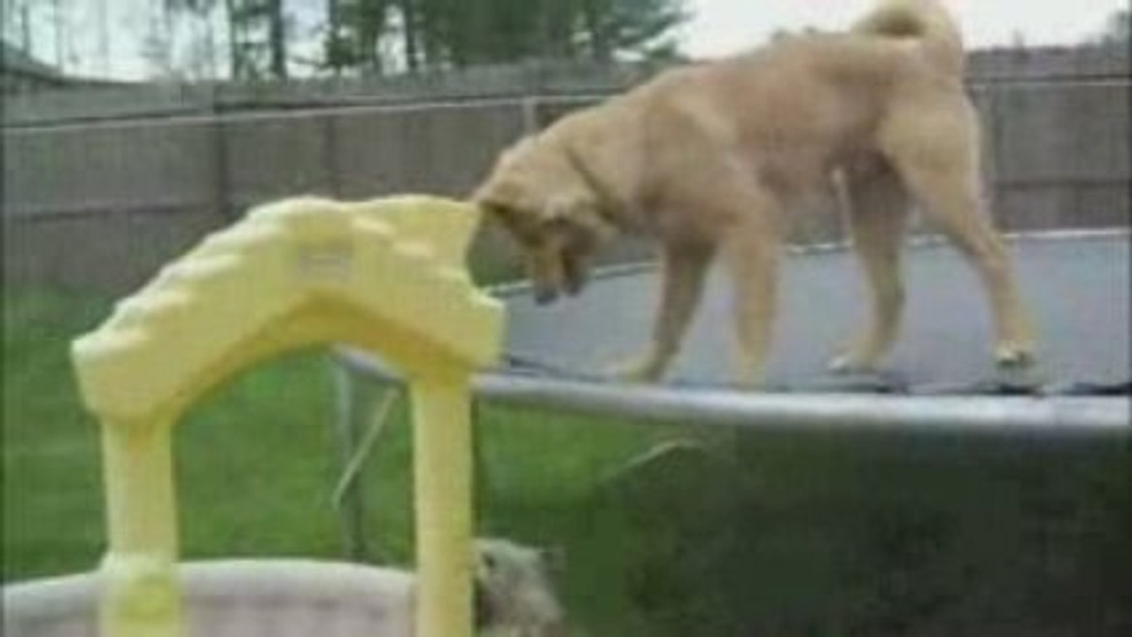 Happy Tails
