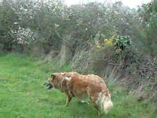 Princesse se ballade dans les champs "d'oiseaux"