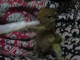 MILK DRINKING SQUIRREL