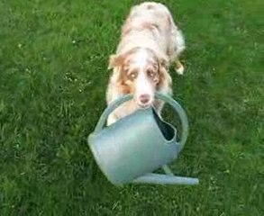 maybe too much arrosoir 09