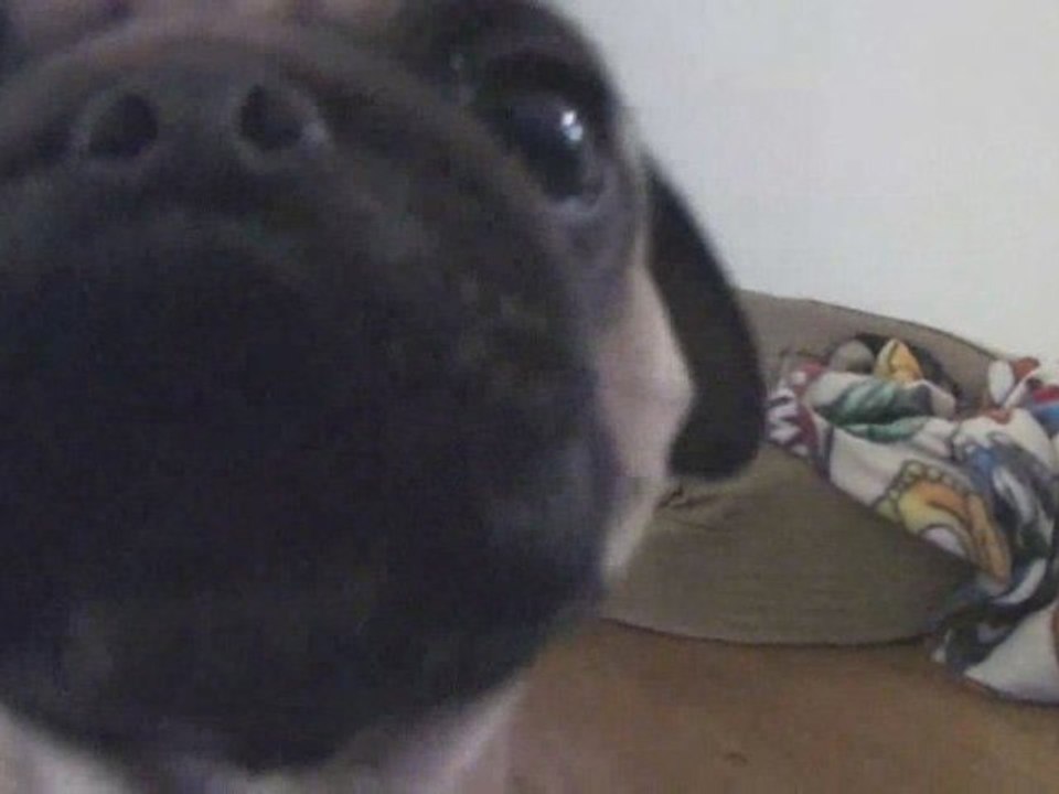 Attack of the Killer Pugs